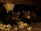 Naprawa dachu po kunach, dekarz, tel. 504-746-203, Wrocław