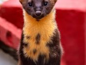 Usunięcie wełny mineralnej, usuwanie waty szklanej, tel. 504-746-203, Wrocław