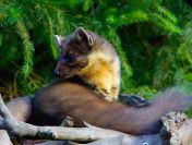 Sprzątanie po kunie, dezynfekcja, tel. 504-746-203, Wrocław, cennik