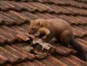 Usługi dezynfekcji po kunie, Wrocław, tel. 504-746-203, cennik