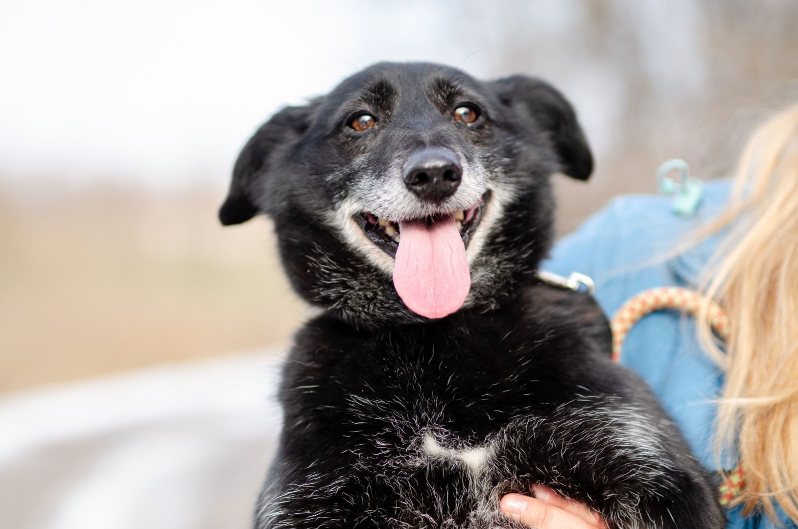 Patyk - wesoły, mały psiak szuka domu!  - Zdjęcie 1