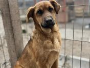 Elois - 4 miesięczna sunia SZCZENIAK szuka domu!