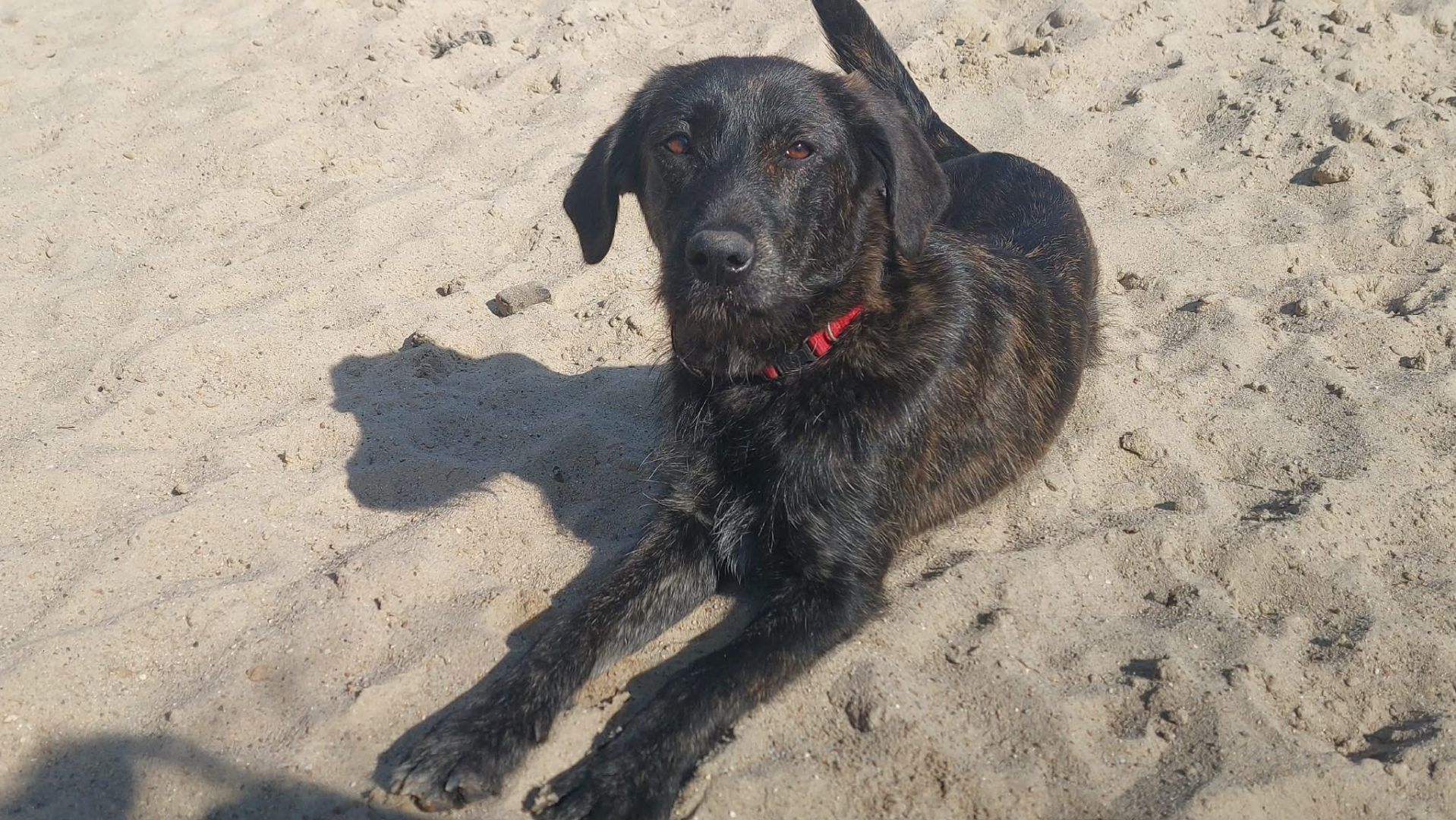 Beza - cudowna, młodziutka, niekonfliktowa sunia!  - Zdjęcie 1