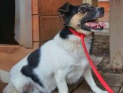 Maleńka Suzi szuka odpowiedzialnego domu!