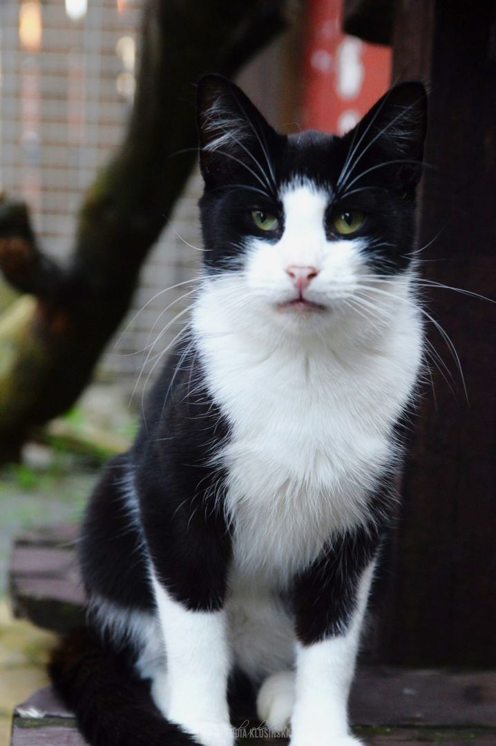 Dany - cudowny, rozmruczany kotek szuka domu!  - Zdjęcie 1