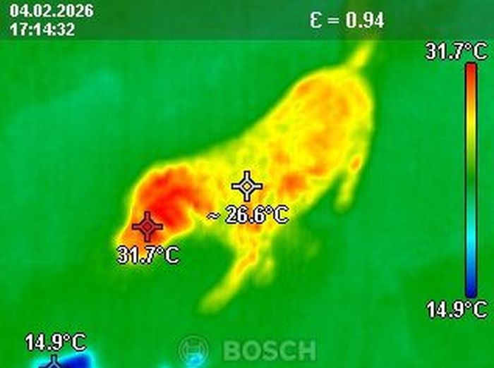 Poszukiwanie zaginionych zwierząt, termowizją, tel. 504-746-203, Wrocław  - Zdjęcie 1