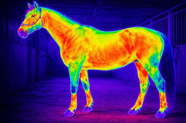 Termografia konia, badanie kamerą termowizyjna zwierząt, tel. 504-746-203  - Zdjęcie 1