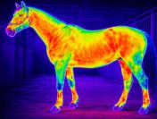 Termografia konia, badanie kamerą termowizyjna zwierząt, tel. 504-746-203