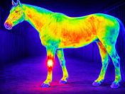 Badanie termowizyjne koni, zwierząt, kamera termowizyjna, tel. 504-746-203