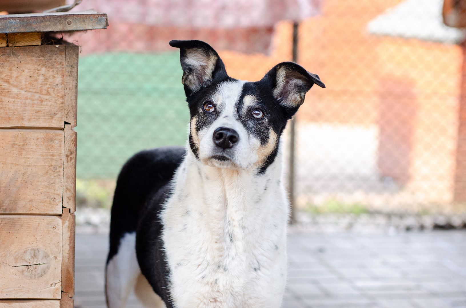 Pepsi - przyjazna, wesoła sunia błaga o dom!  - Zdjęcie 1