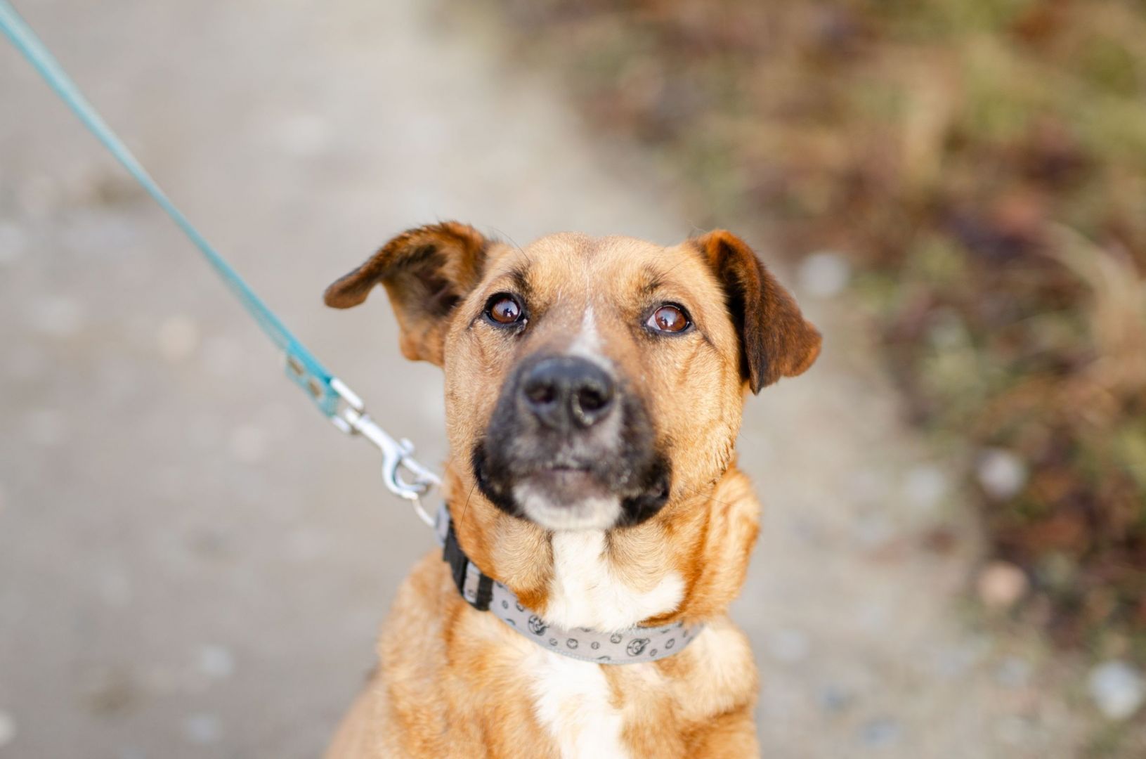 Doniu - wspaniały, wesoły pies do pokochania!  - Zdjęcie 1