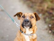 Doniu - wspaniały, wesoły pies do pokochania!