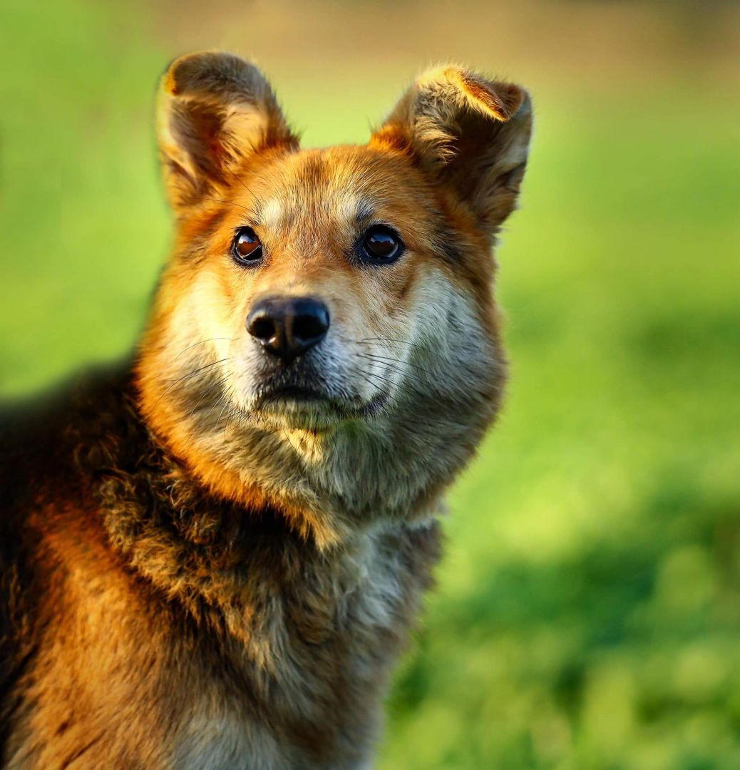 Fido - przyjazny, wesoły kandydat na psijaciela!  - Zdjęcie 1