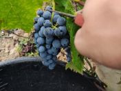 Winobranie 2026 Francja