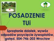 Posadzenie tui, tuje, sadzenie, tel 504-746-203, roślin, tuji, cena