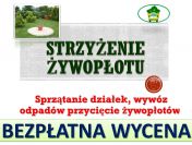 Obcięcie żywopłotu cennik tel 504-746-203. Skrócenie żywopłotu, tui, Wrocław