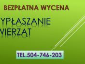 Zwalczanie kuny,tel. 504-746-203,  ochrona przed kunami, cennik, Wrocław