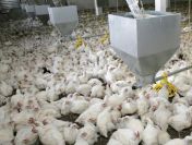 Ukraina.Sprzedam tuszki kurczaka 4 zl/kg, filet 5 zl/kg halal swiezy lub mrozony