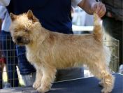 Cairn Terrier - rodowodowe (ZKwP/FCI) szczenięta po Championach.