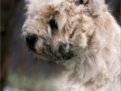 Cairn Terrier - rodowodowe (ZKwP/FCI) szczenięta po Championach.