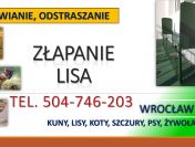Pułapka na kuny, lisy, odbiór, Wrocław, tel. 504-746-203
