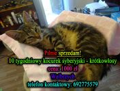 kocięta syberyjskie - kocurek krótkowłosy